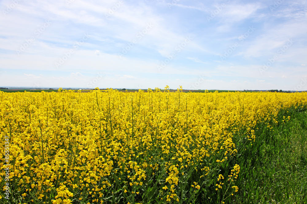 Obraz premium Rapsfeld im Sommer