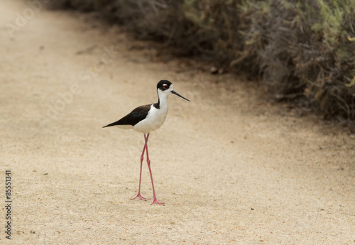 Black-necked stilt, Himantopus mexicanus, shore bird