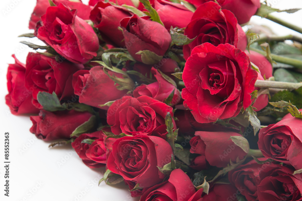 Naklejka premium red rose