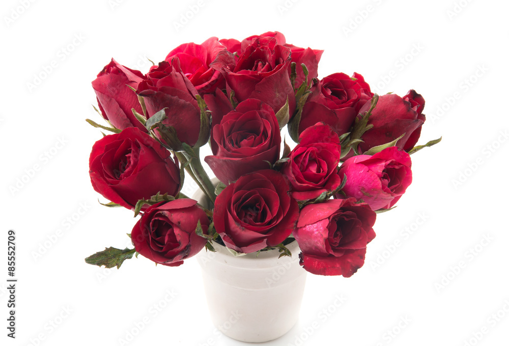 red rose red rose