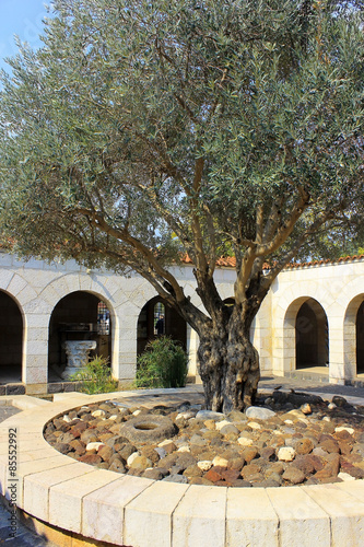 courtyard with olive tree, church of the Multiplication of the loaves and fish is located in Tabgha (Ein Sheva) on the shore of the lake of Galilee close to Capernaum, Israel photo