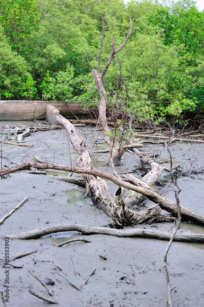 Dead tree in nature place