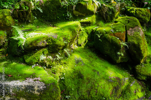 Moss covered stone photo