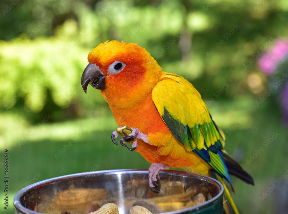 Obraz premium Sun Conure