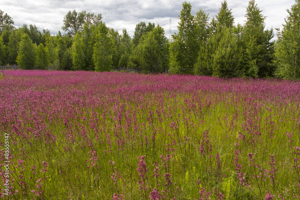 Smolka meadow flowers grow on large meadow