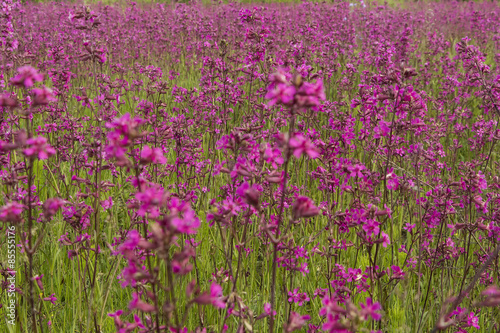 glade overgrown red flowers Smolka