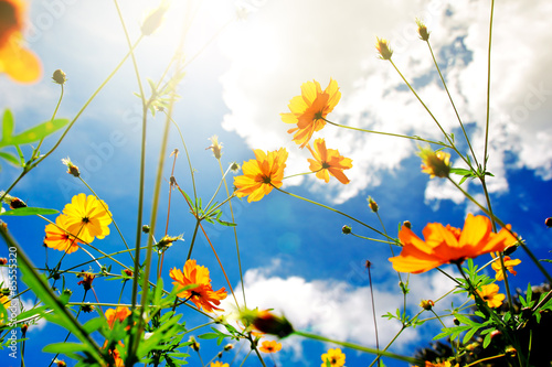 Beautiful cosmos flower