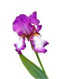 Tall Bearded Iris. German Iris