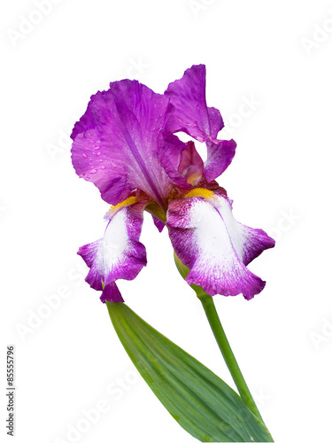 Tall Bearded Iris. German Iris