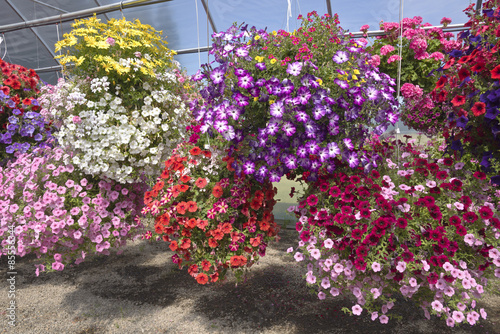 Farm and garden nursery in Canby Oregon. photo