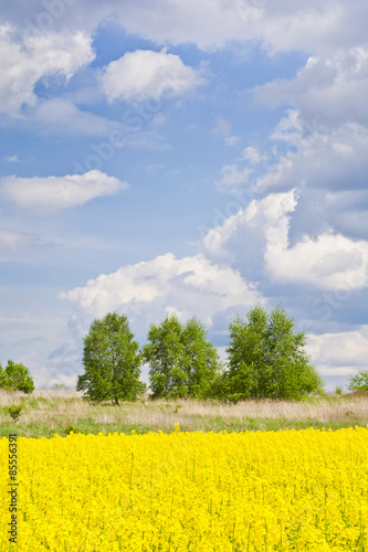 Krajobraz z chmurami, drzewami, łąką i polem rzepaku podczas kwitnienia 