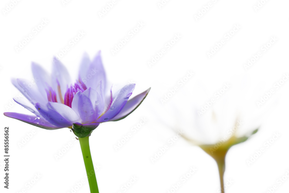 Lotus in dream Lotus in dream