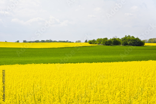 Fototapeta Naklejka Na Ścianę i Meble -  Krajobraz z chmurami, drzewami, polem zboża  i polem rzepaku podczas kwitnienia 