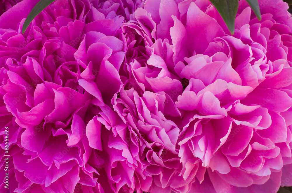 Fototapeta premium Pink peony flower