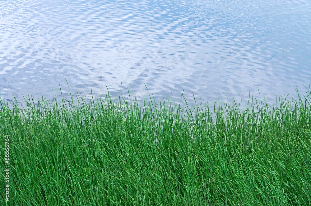 reeds reeds