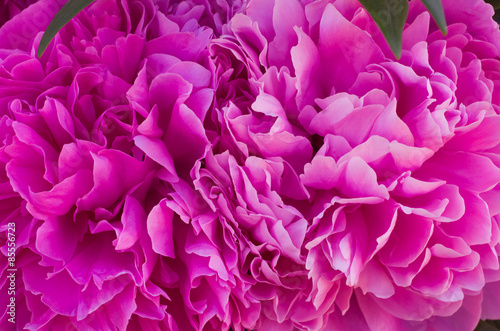 Fototapeta Naklejka Na Ścianę i Meble -  Pink peony flower