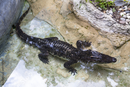 Siamese Crocodile at Dusit Zoo, Bangkok Thailand