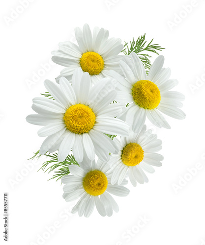Camomile group 2 isolated on white