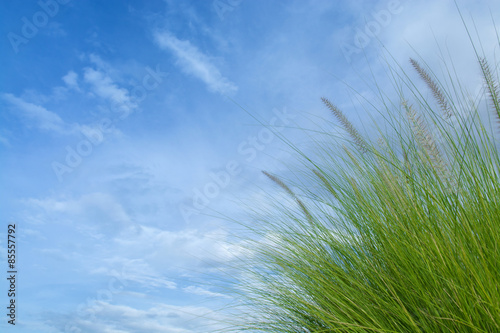Green grass with blue sky as background texture