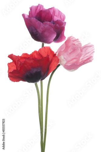 Fototapeta Naklejka Na Ścianę i Meble -  poppy