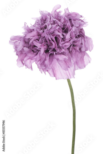 Fototapeta Naklejka Na Ścianę i Meble -  poppy