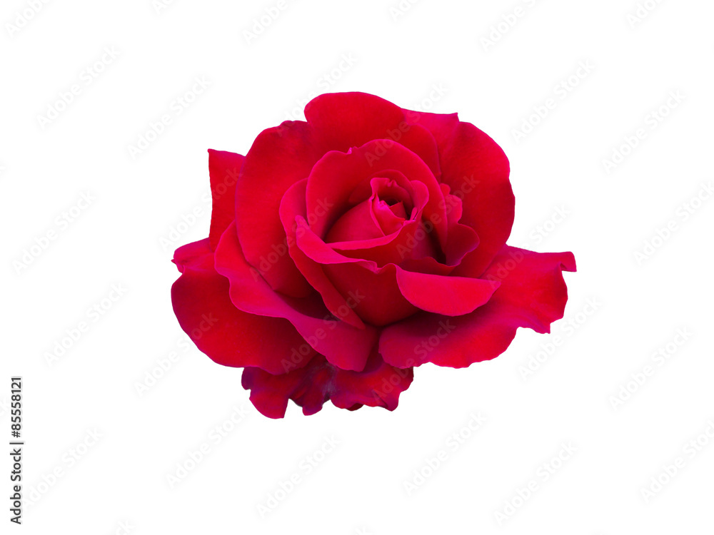 Naklejka premium red rose