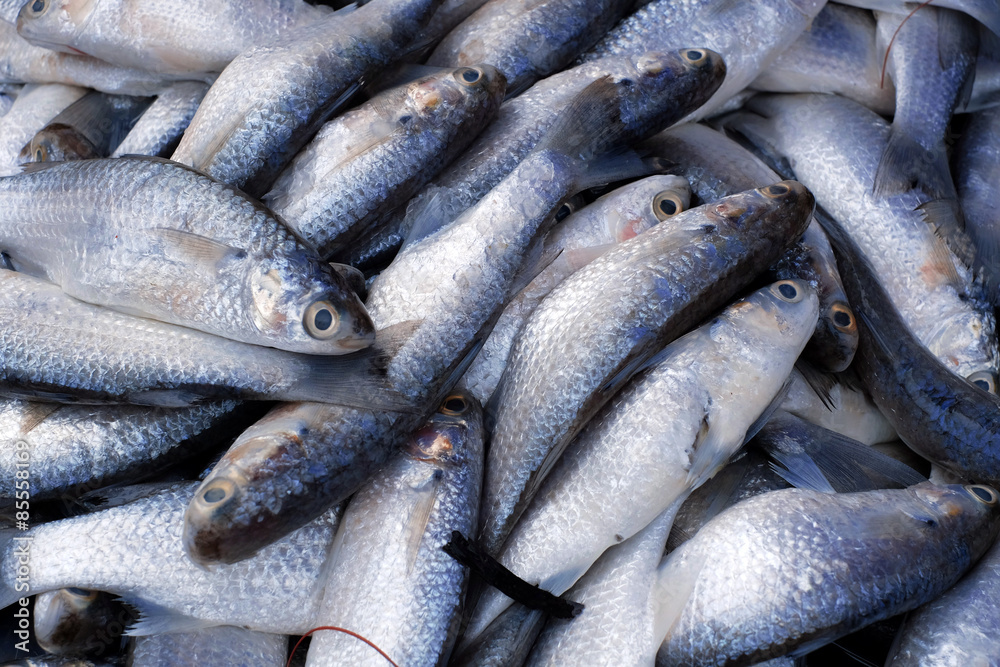 Fresh fishes at the wet market