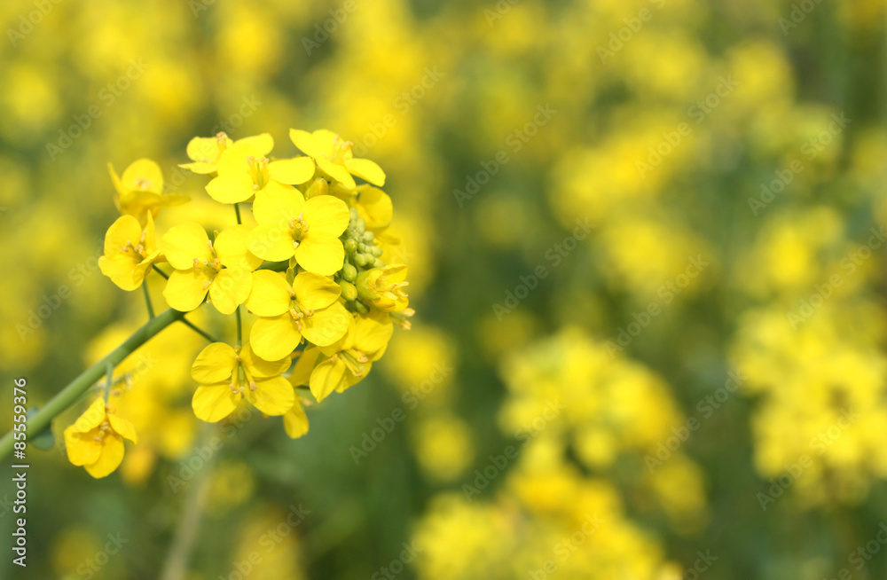 Obraz premium Canola Flower