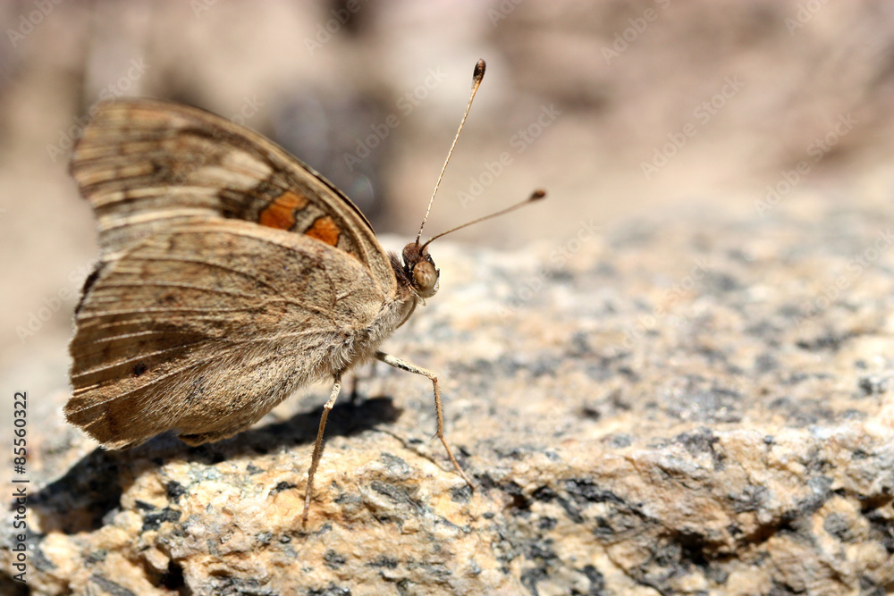 Buckeye Butterfly on the rock Buckeye Butterfly on the rock