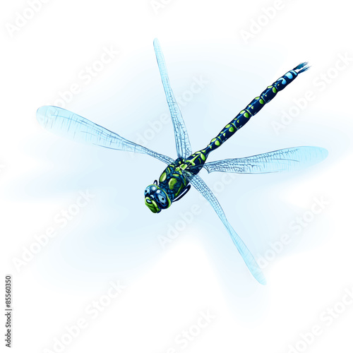 Illustration sad dragonfly