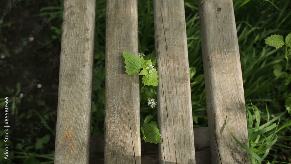 Plant Growing Through the Wooden Boards 2 Plant Growing Through the Wooden Boards 2
