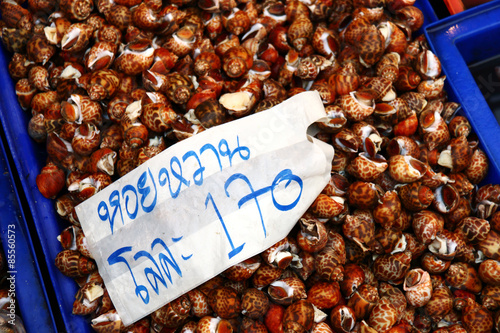 many raw sweet shells on plastic box in thai market photo