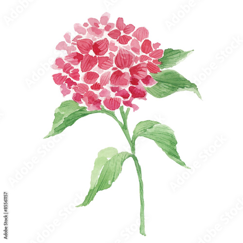 Branch of red hydrangea