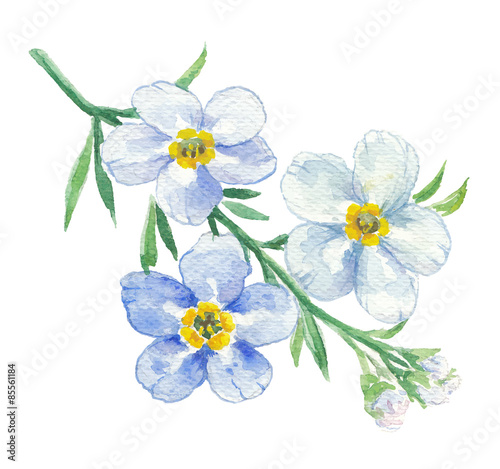 Branch of blue forget-me-not