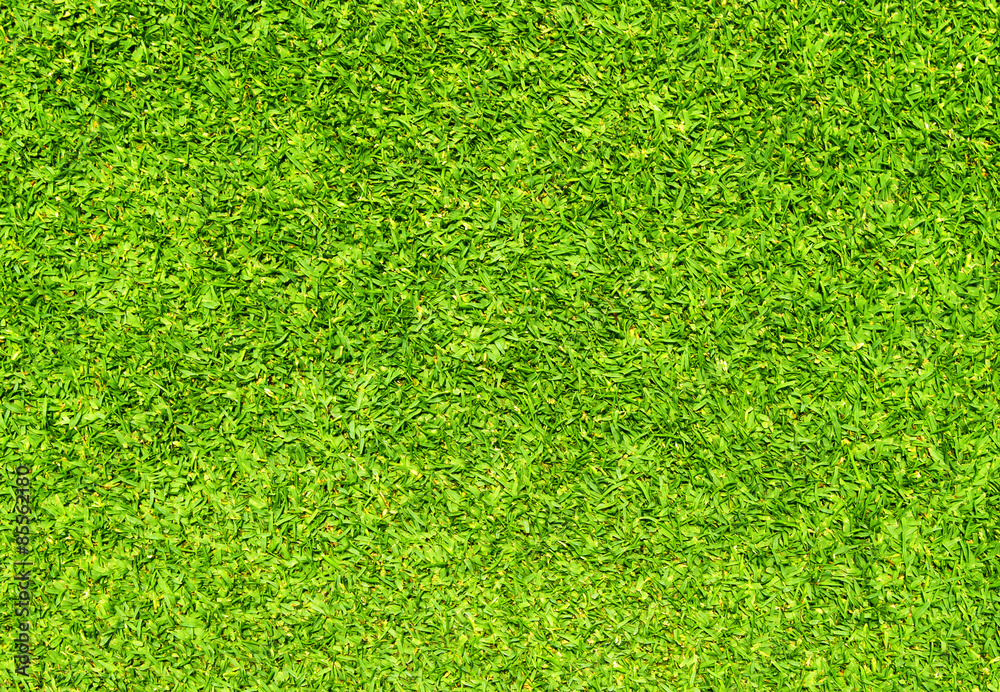 Obraz premium grass