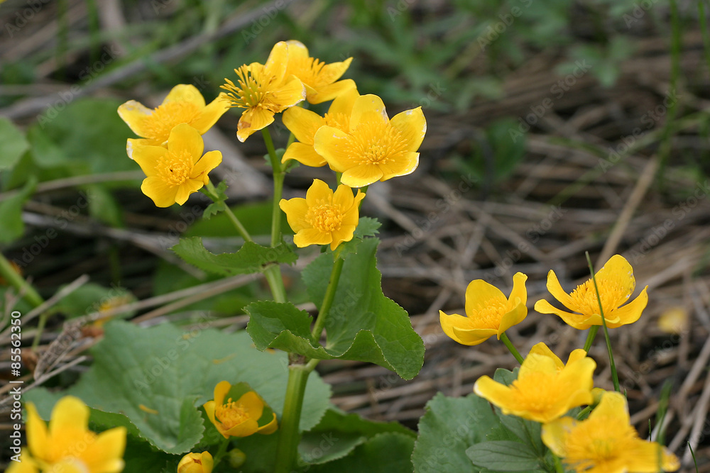 Knieć błotna, kaczeniec, kaczyniec, kaczyniec błotny (Caltha palustris L.) Knieć błotna, kaczeniec, kaczyniec, kaczyniec błotny (Caltha palustris L.)