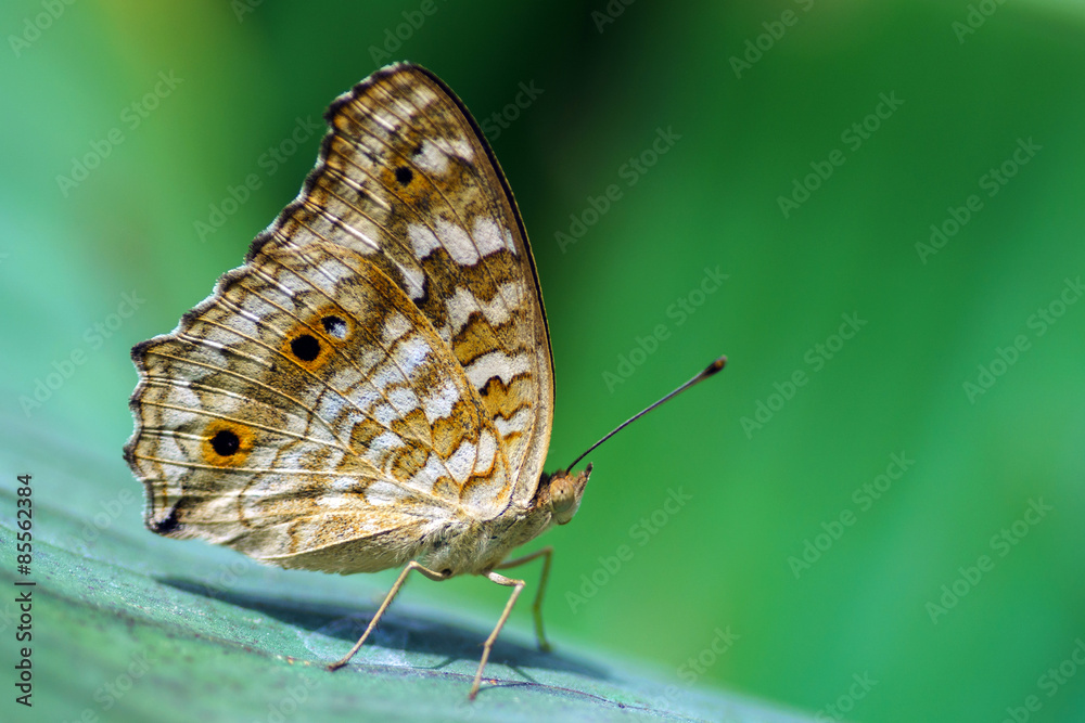 Fototapeta premium Butterfly background style