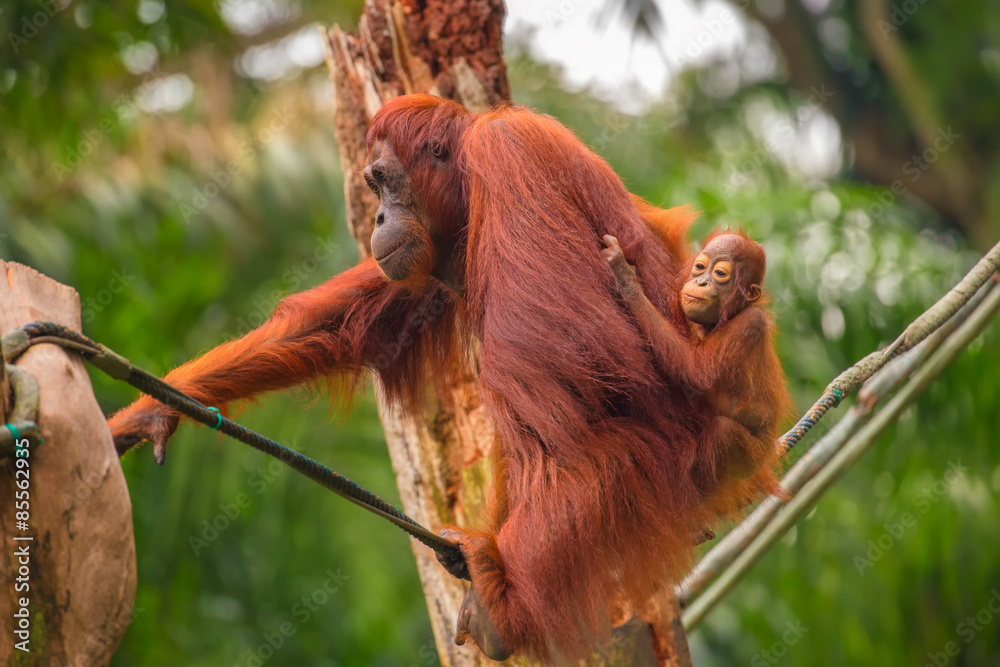 Fototapeta premium Orangutan in the Singapore Zoo