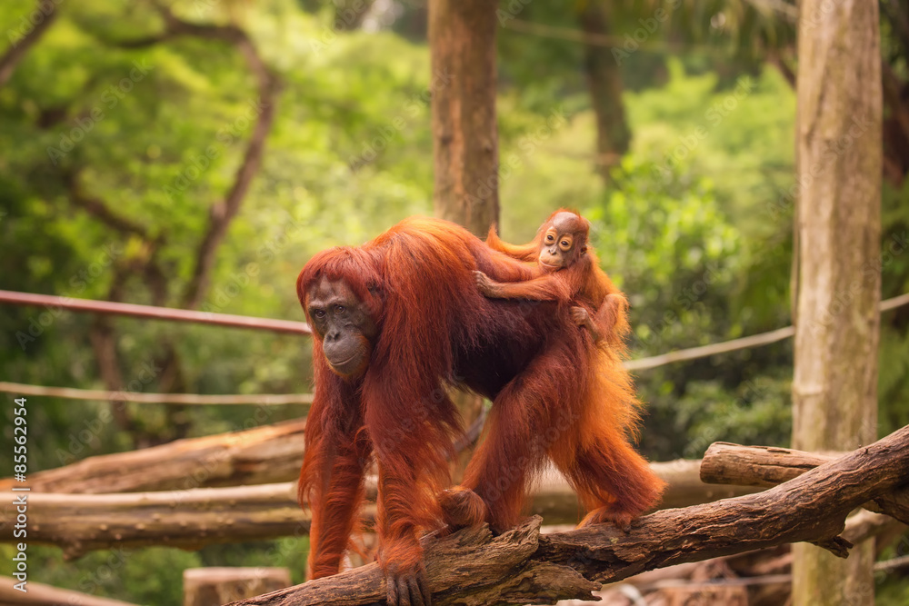 Fototapeta premium Orangutan in the Singapore Zoo