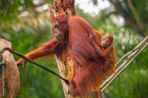Photography Orangutan in the Singapore Zoo