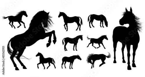 Obraz na płótnie Sylwetki koni