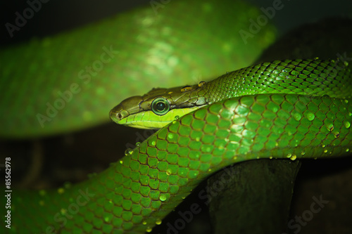 Oriental whip snake, green viper