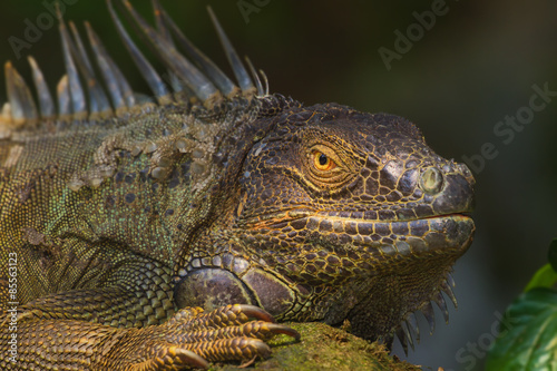 Close-up of a Green Iguana  Reptile