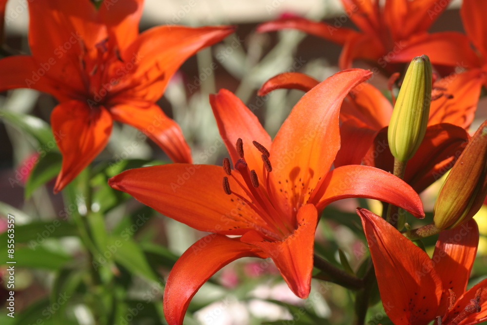 Lilia, Lilie, Lilium, Lilia ogrodowa, Ivory Pixie, Lilium hybridum, Lilia tygrysia, lilia azjatycka Lilia, Lilie, Lilium, Lilia ogrodowa, Ivory Pixie, Lilium hybridum, Lilia tygrysia, lilia azjatycka