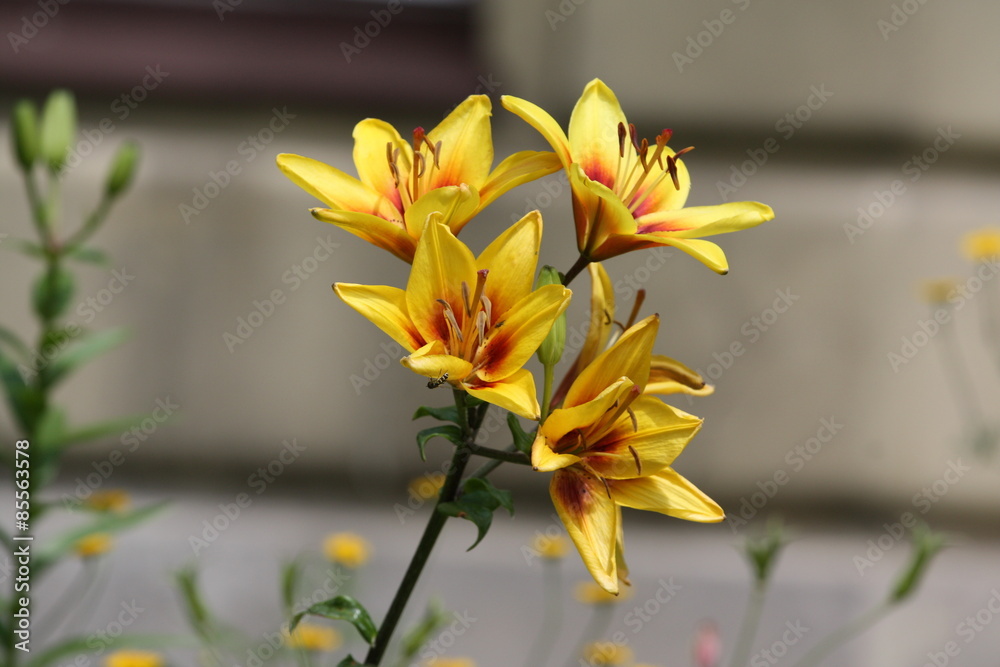 Obraz premium Lilia, Lilie, Lilium, Lilia ogrodowa, Ivory Pixie, Lilium hybridum, Lilia tygrysia, lilia azjatycka