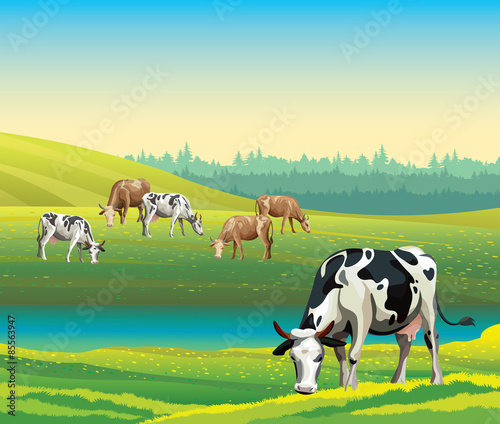 Summer landscape with cows and meadow.