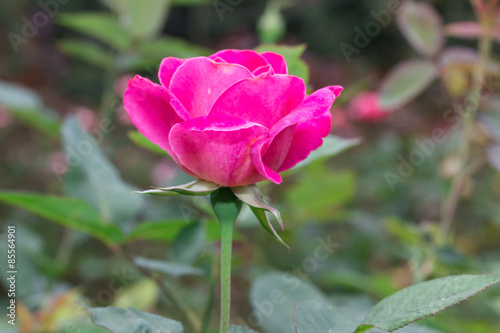 Beautiful pink rose in a garden  