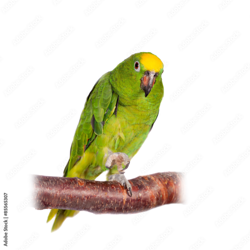 Yellow-crowned amazon isolated on white