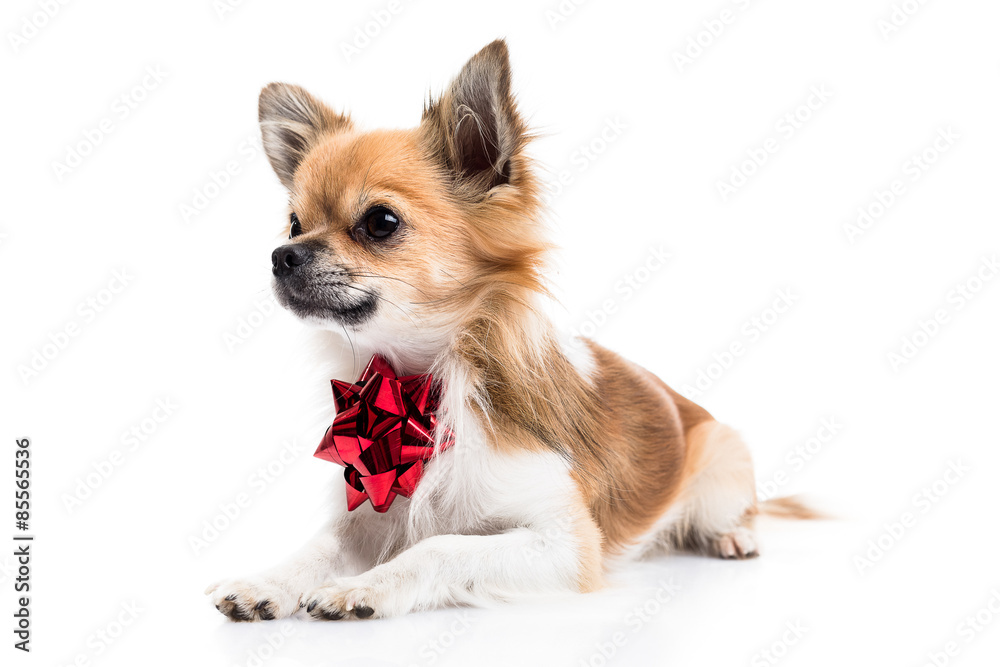 Cute Chihuahua on white background