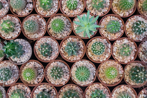 top view of cactus in the market